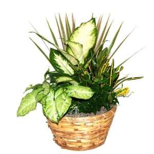   Gift Basket with Live Tropical Foliage Plants. Patio, Lawn & Garden