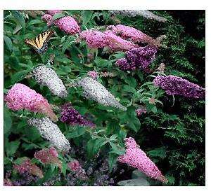 Butterfly Bush (Buddleia davidii)  