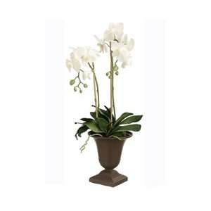   Phalaenopsis Orchid Plant Silk Flower Arrangement