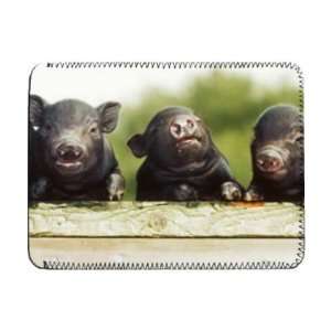  Ten day old Vietnamese Pot Bellied pigs   iPad Cover 