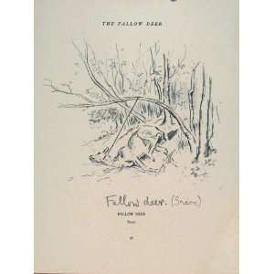  Fallow Deer Lionel Edwards Snare Sketch Old Print C1951 